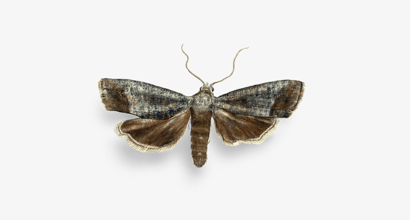 Following Pupation, Adult Moths Emerge And Begin Mating - Alsophila Pometaria, transparent png download