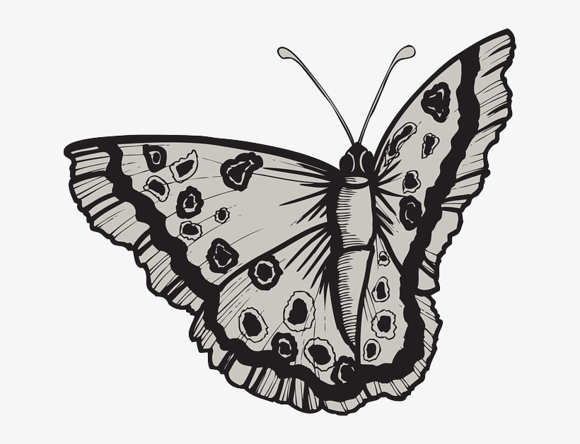 Design, Butterfly, Bug, Wings, Art, Insect, Moth - Adesivo De Parede Haus For Fun Flores Antique 3 G 60x82, transparent png download