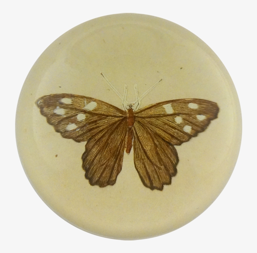 Moth, transparent png download
