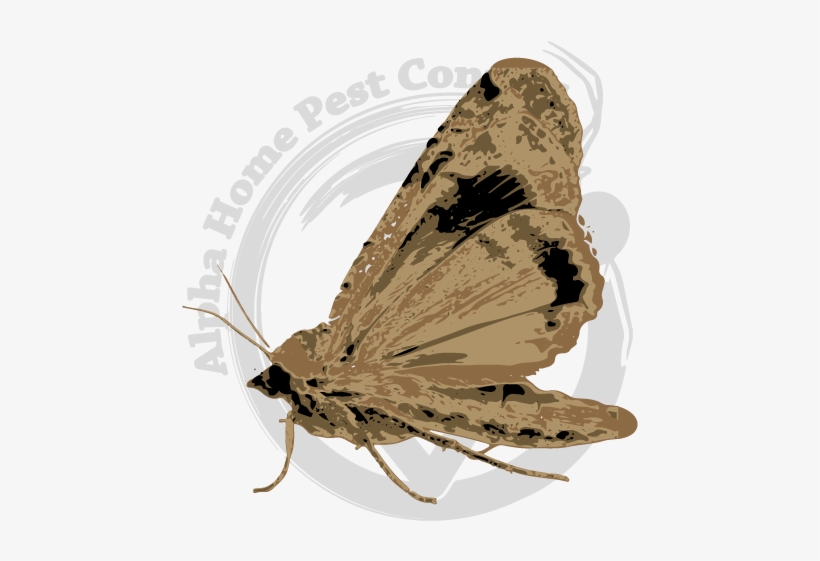 Moths In The Pantry - Indianmeal Moth, transparent png download