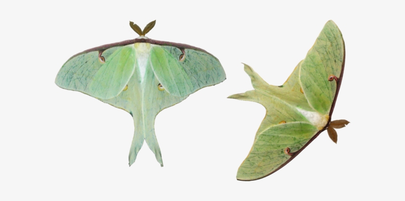 Moth Png Hd - Luna Moth White Background, transparent png download