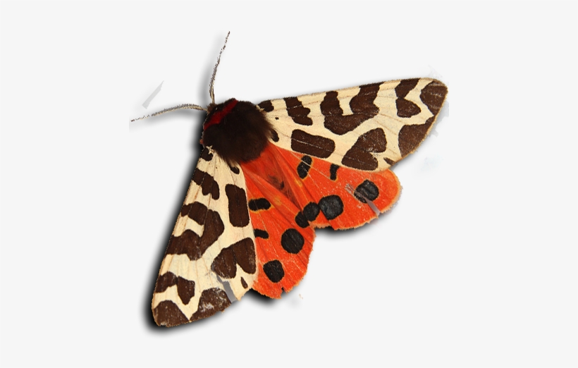 Tiger Moth - Garden Tiger Moth, transparent png download
