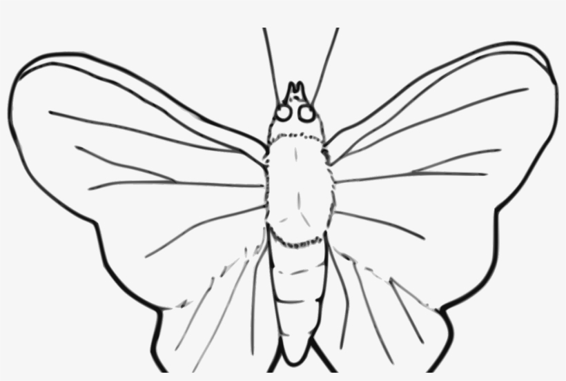 Butterfly X Carwad Net - Black White Clipart Png Moth, transparent png download