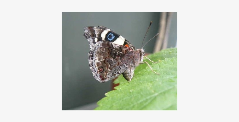 Camouflaged Hind Wing Of A Yellow Admiral - Butterfly, transparent png download