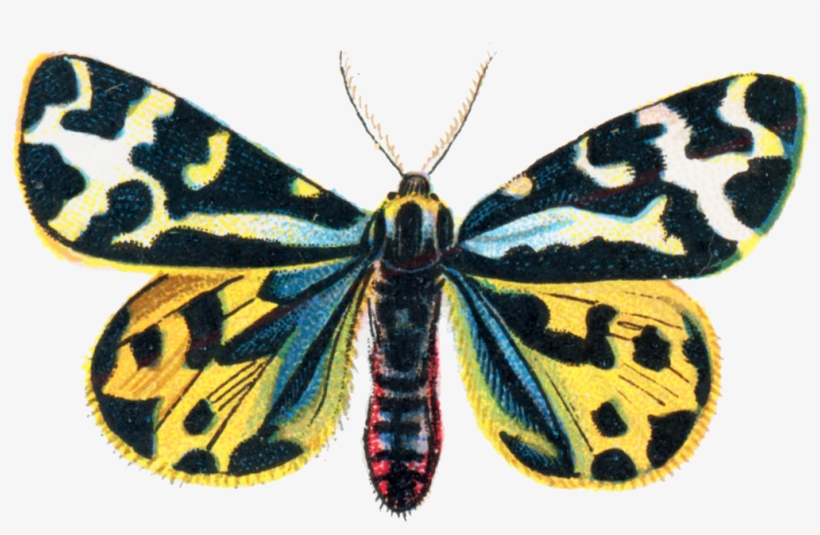 Parasemia Plantaginis Moth 001 - Vintage Butterfly Collection 5 5'x7'area Rug, transparent png download