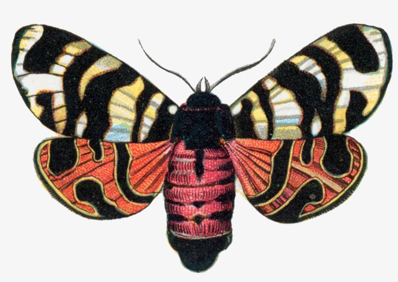 Arctia Hebe - Díszes Medvelepke, transparent png download
