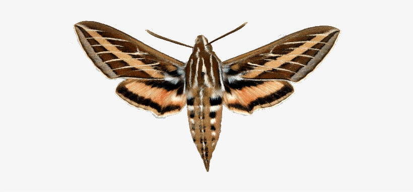 Png Free Stock Moth Transparent Sphinx - Tomato Hornworm Turns Into, transparent png download