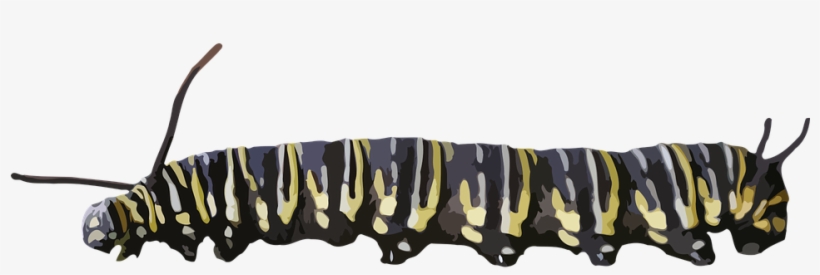 Caterpillar Png - Crawling Caterpillar Png, transparent png download