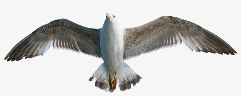 Seagull, Bird, Animal, Water Bird - Sirály Png, transparent png download
