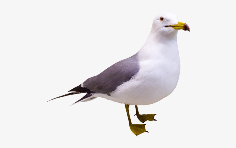 Gull Png - Portable Network Graphics, transparent png download