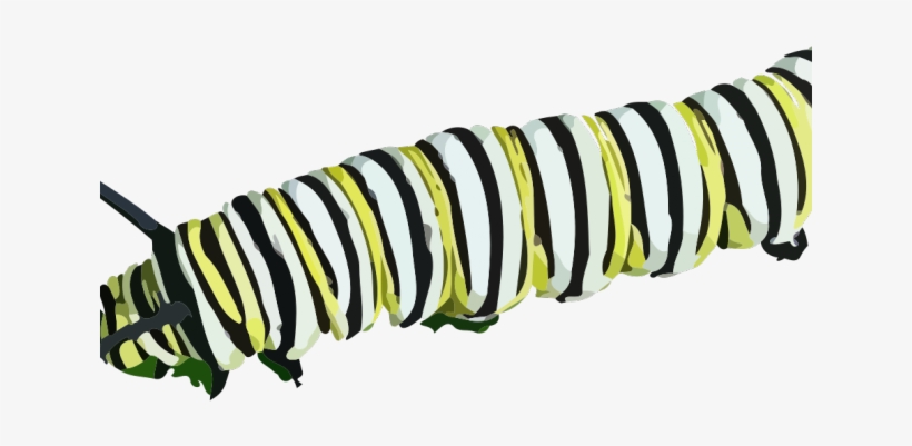 Caterpillar Png Transparent Images - Fuzzy Caterpillar Png Transperent, transparent png download