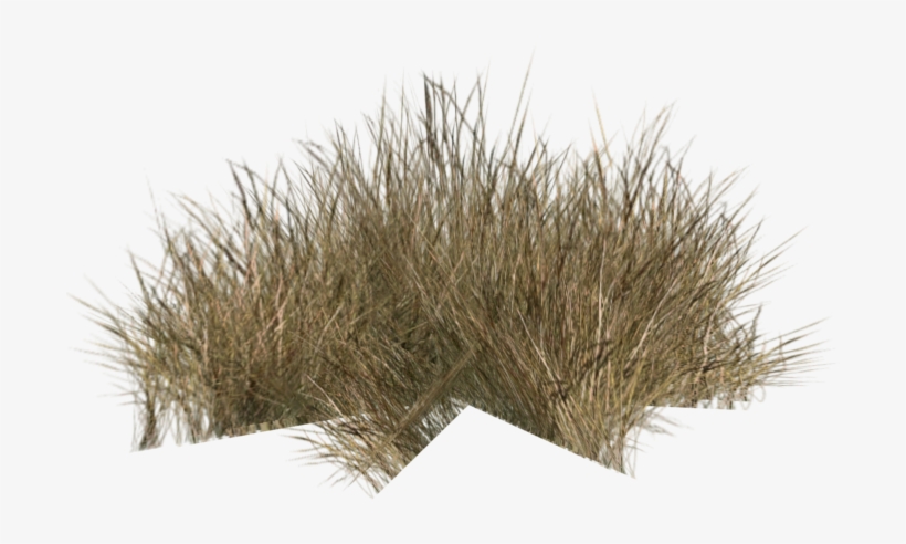Grass1 - Desert, transparent png download