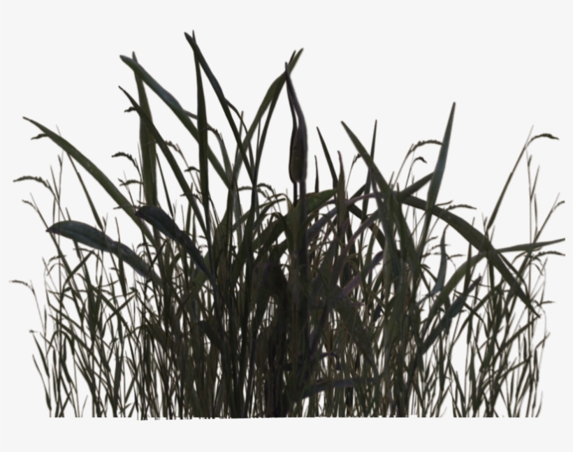 Swamp Grass 01 By Wolverine041269 Pluspng - Plantas De Pantanos Png, transparent png download