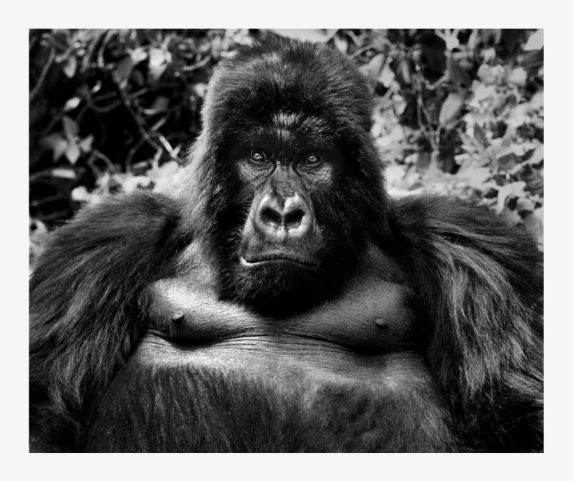King Kong - David Yarrow Primates, transparent png download