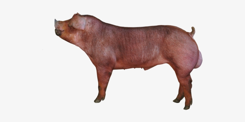 D 39-3 2015 Final - Duroc Transparent, transparent png download