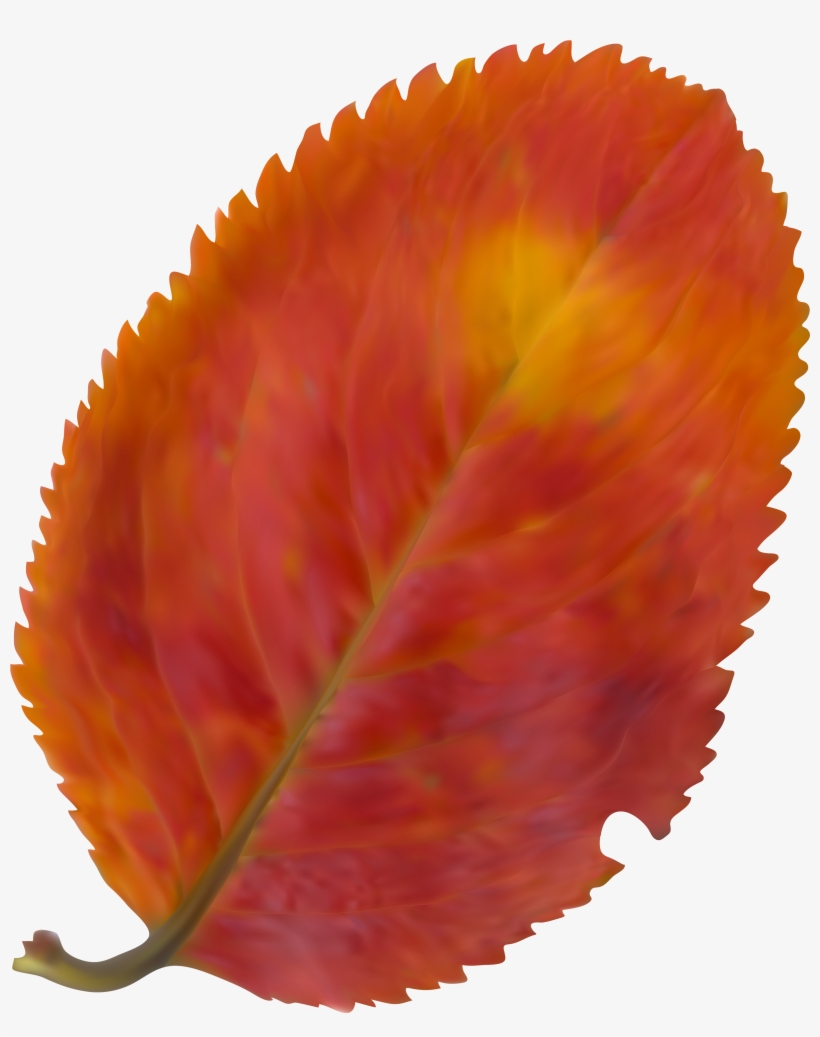 Beautiful Leaf Png, transparent png download