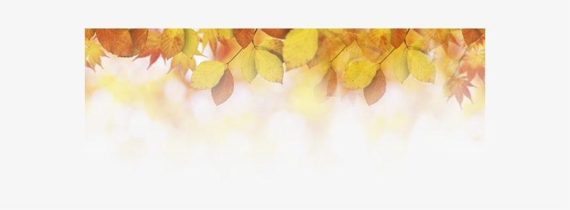 Fall-leaves - Autumn, transparent png download
