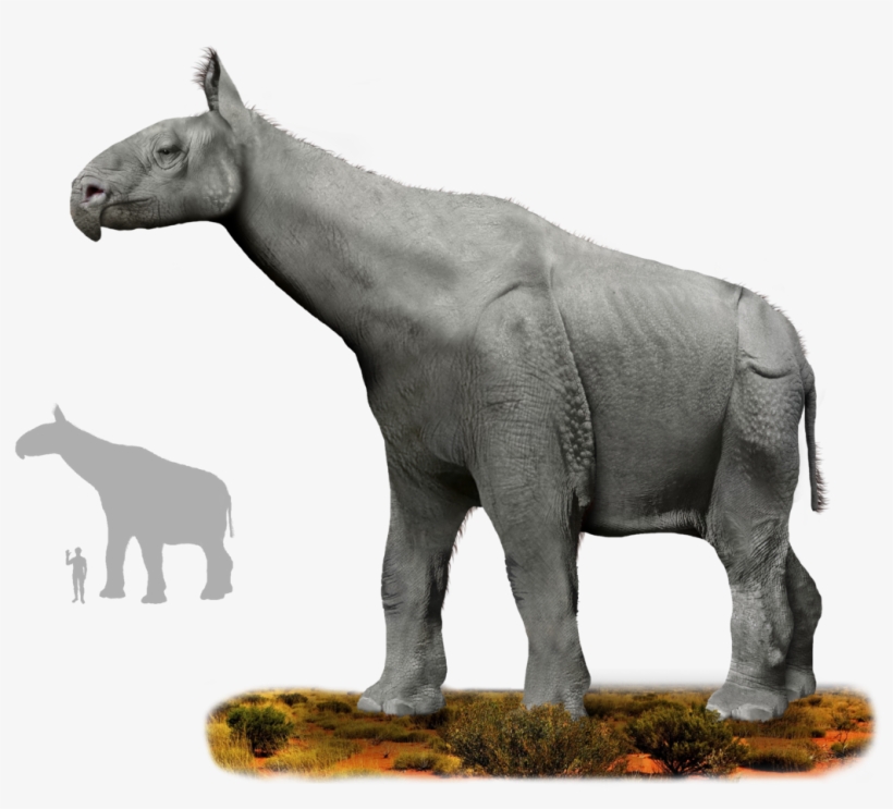 Source - Wikipedia - Animal Ansesters, transparent png download