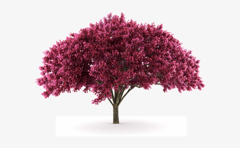 Arboles Png - Imagenes De Arboles Png, transparent png download