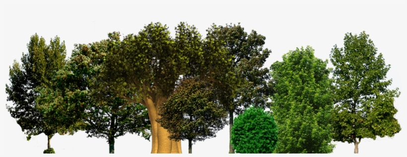 Save A Tree - Tree Psd, transparent png download