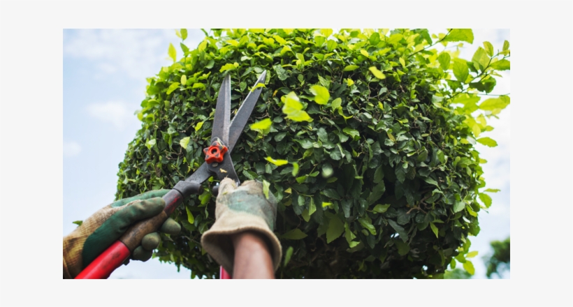 Tree Trimmers/podador De Arboles - Herramientas De Corte Y Poda, transparent png download