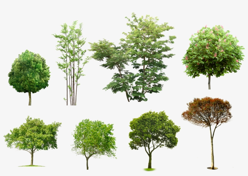 5669 × 3814 En, transparent png download