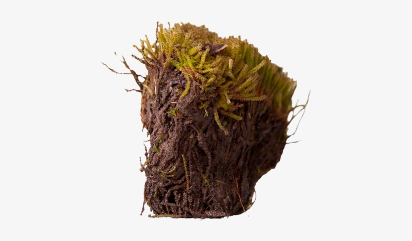3d View - Arctic Moss Png, transparent png download