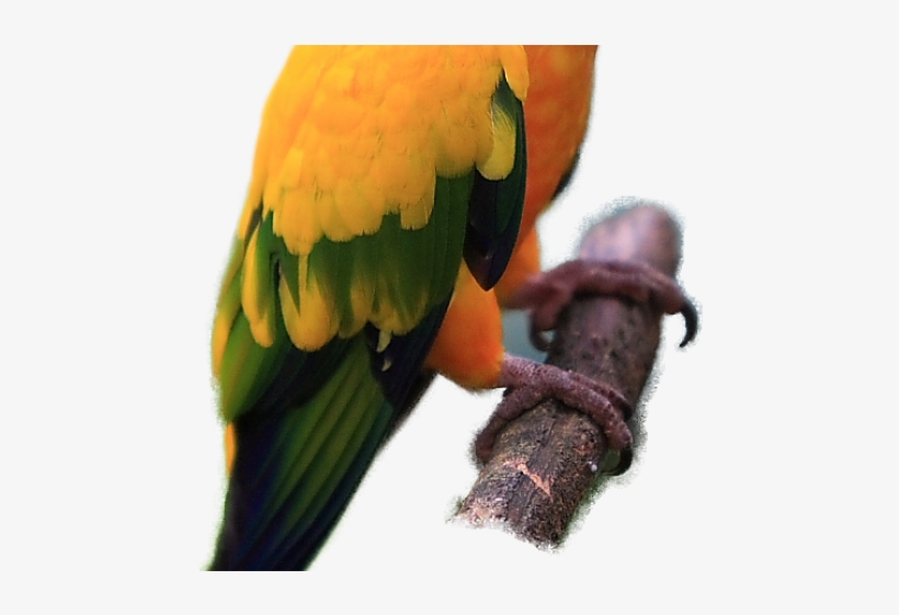 Parrot Clipart Sun Conure - Exotic Birds And Pets Png, transparent png download