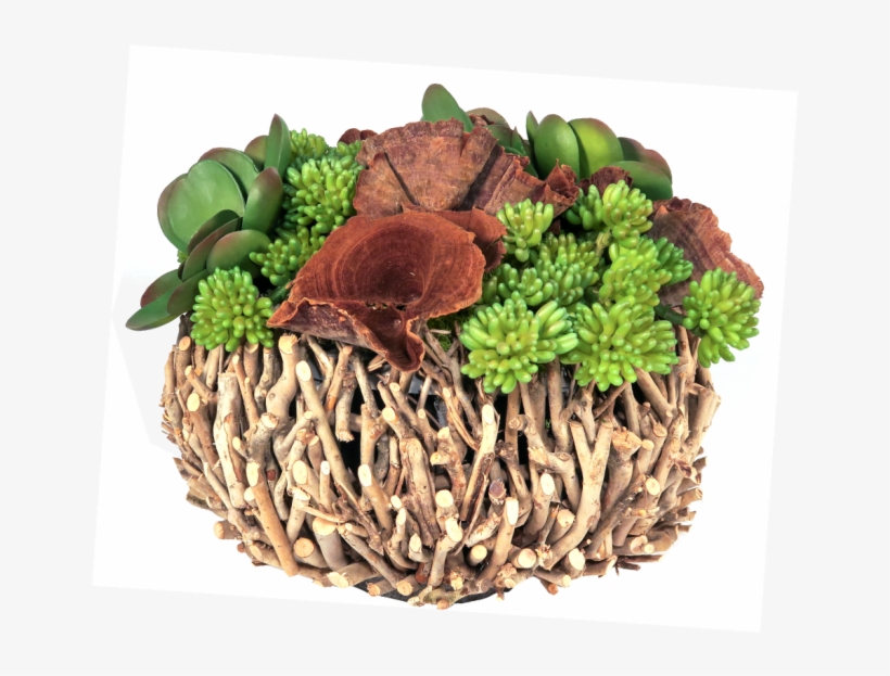 Efl4092 Mixed Succulents, Calice And Moss In Natural - Vegetable, transparent png download
