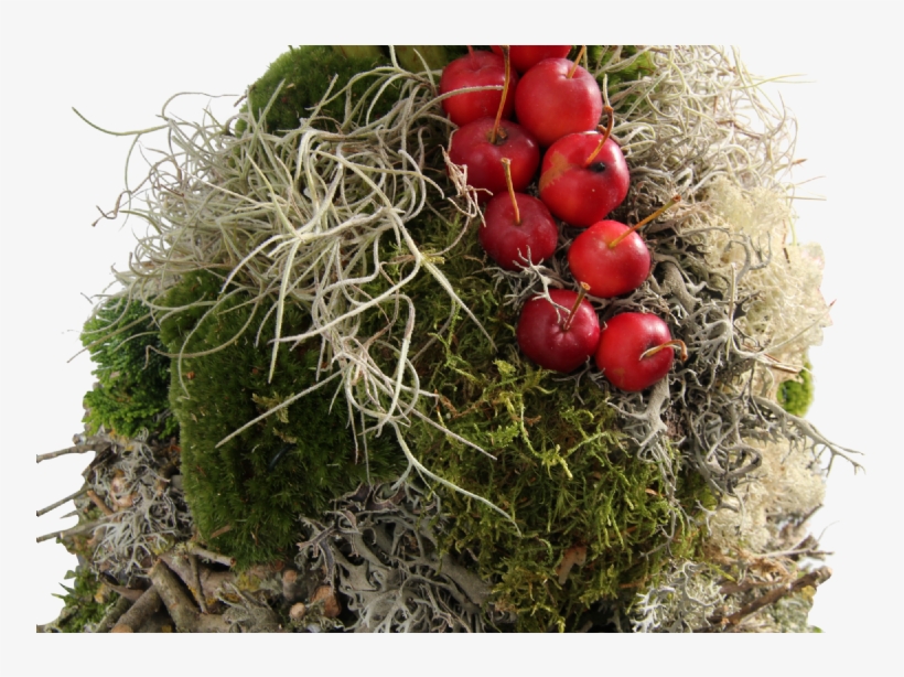 Sprinkle The Moss Occasionally, To Maintain Its Decorative - Natural Foods, transparent png download
