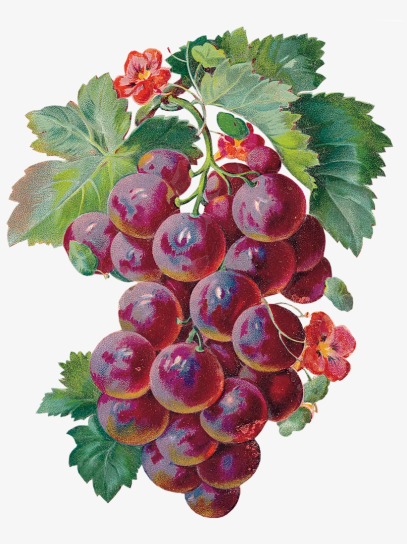 Laminas Para Decoupage - Grapes Gif, transparent png download