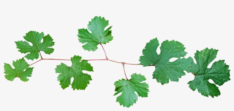 Grape Vine, Leaves, Branch - Grape Leaves Png, transparent png download