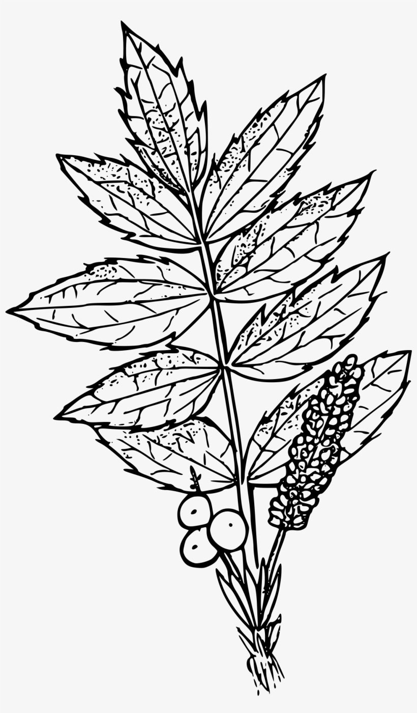 This Free Icons Png Design Of Cascades Oregon Grape, transparent png download