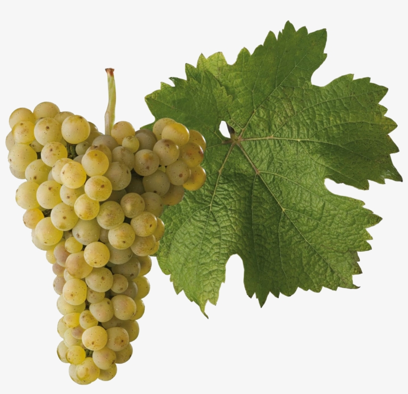 Ryzlink Rýnský - Riesling Grape Transparent, transparent png download