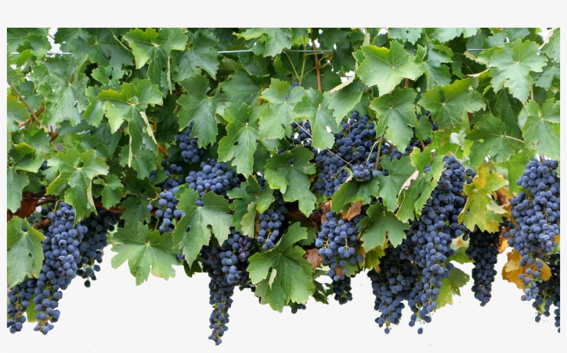Duration - - Small Wine Grapes, transparent png download