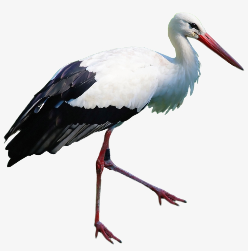 Stork Standing Png Image - Stork Png, transparent png download