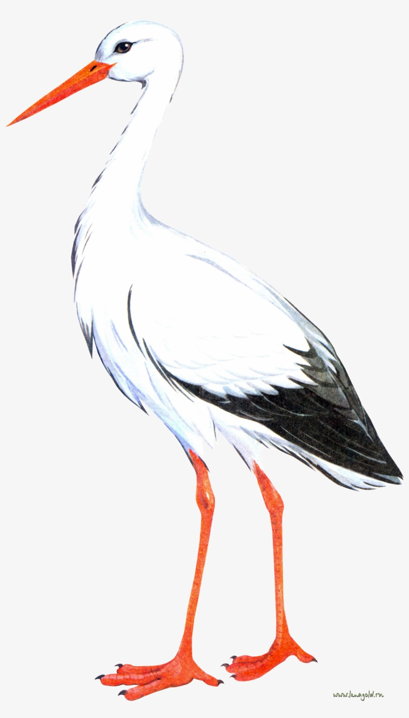 Stork Png - Аист Рисунок, transparent png download