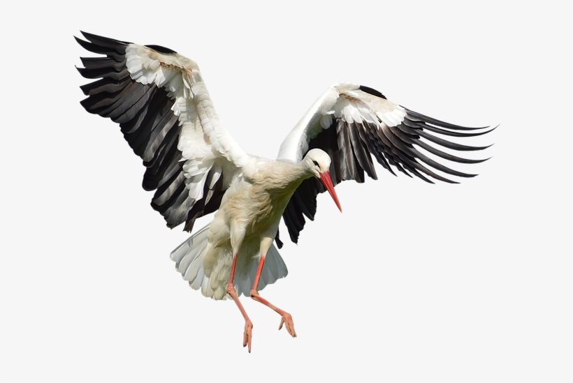 Stork Png Image With Transparent Background - Stork Png, transparent png download
