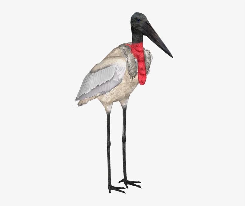 Jabiru Stork - Stork Zt2, transparent png download