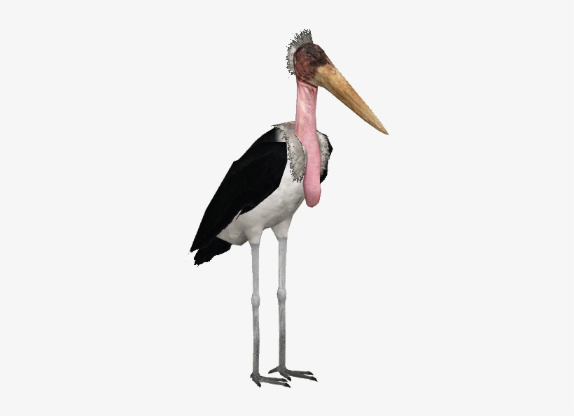 Javan Giant Stork Adult - Zt2 Wood Stork, transparent png download