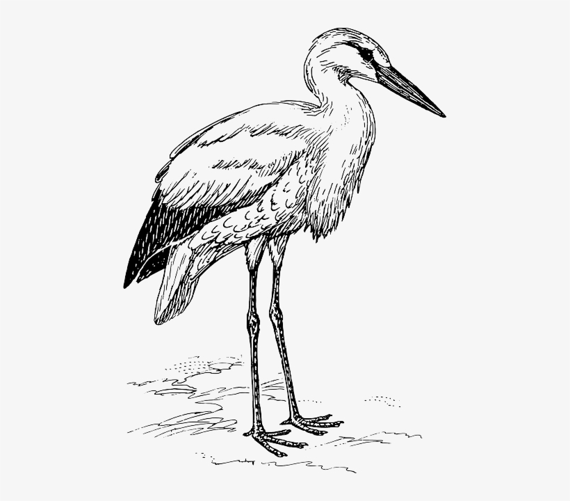 Stork, Animal, Biology, Bird, Ornithology, Zoology - Stork Black And White, transparent png download
