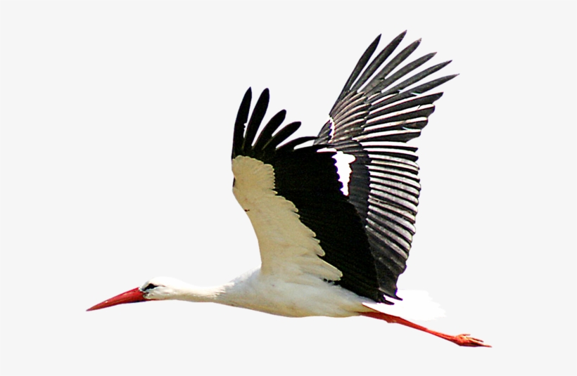 Stork Transparent Png Sticker - Stork Png, transparent png download