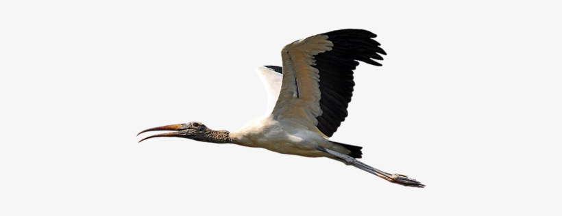Click And Drag To Re-position The Image, If Desired - Great Blue Heron, transparent png download