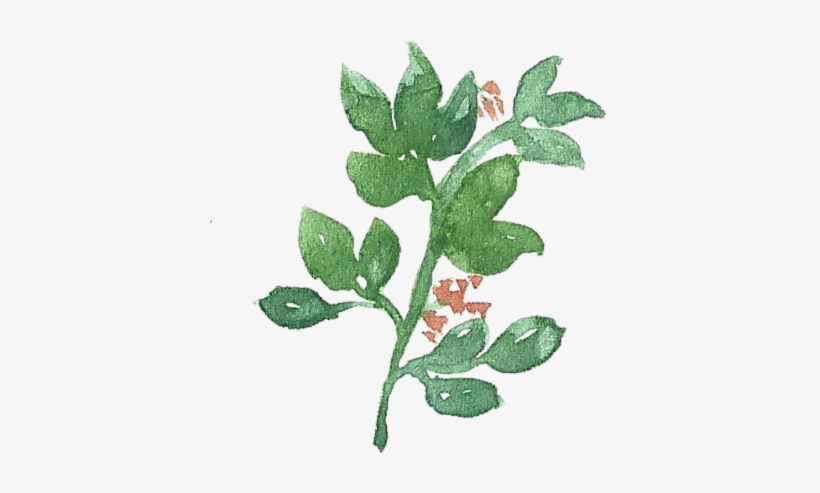 Leaf Colour Doodle Sisshart Watercolour Doodle - Leaf Doodle Png, transparent png download