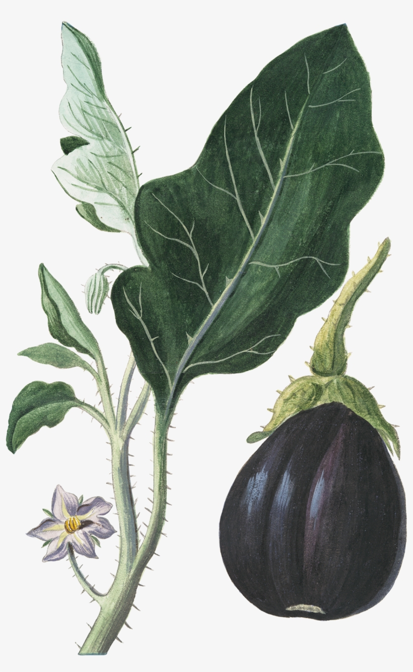 Eggplant Vegetable Botanical Illustration Botany - Botanical Illustration Vegetables, transparent png download