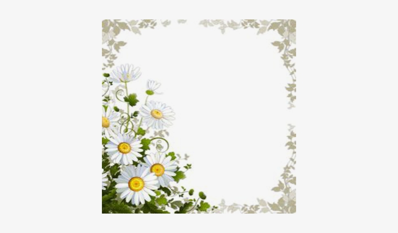 Daisy Flower Frame - Daisy Frame, transparent png download