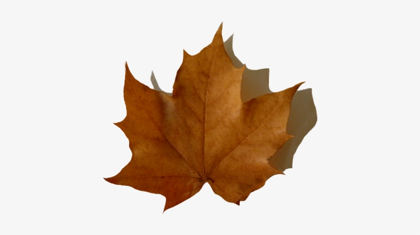 Oak Leaf With Shadow, Fall Leaf With Shadow - Brown Leaf Transparent Background, transparent png download