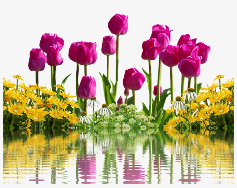 Tulips, Flowers, Spring, Spring Flowers, Isolated - Cafepress ! Samsung Galaxy S8 Plus Case, transparent png download