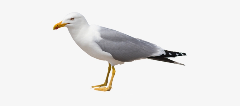 Gull Png, transparent png download