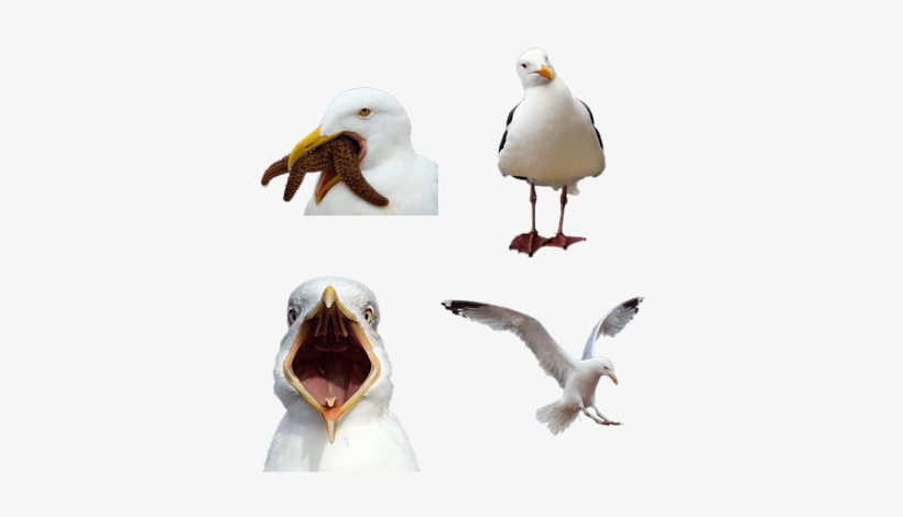 Bird Of Prey: The Beginning [book], transparent png download